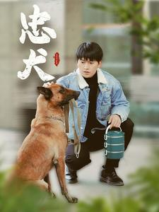 忠犬（34集）女频短剧推荐
