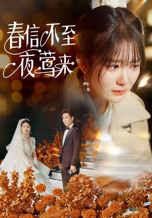 春信不至夜莺来（50集）最新上映免费看