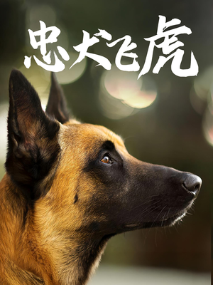 忠犬飞虎（33集）精彩短剧推荐