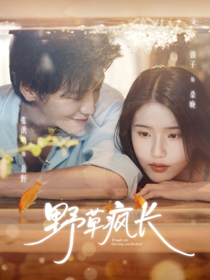 野草疯长（71集）贝贝短剧分享
