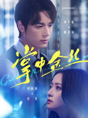 掌中金丝(60集) 掌中金丝(60集)热播短剧追不停