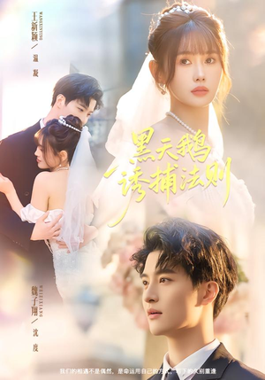 黑天鹅诱捕法册（80集）上热门短剧