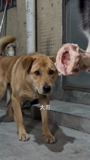 重生为狗：屡破大案震惊全网（73集）热门短剧排行榜