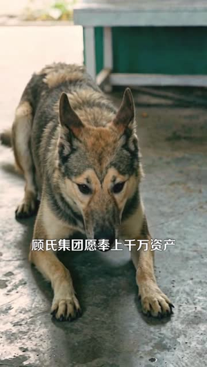 别惹那只猫,她刚从仙界回来(97集) 别惹那只猫,她刚从仙界回来(97集)超火热门短剧